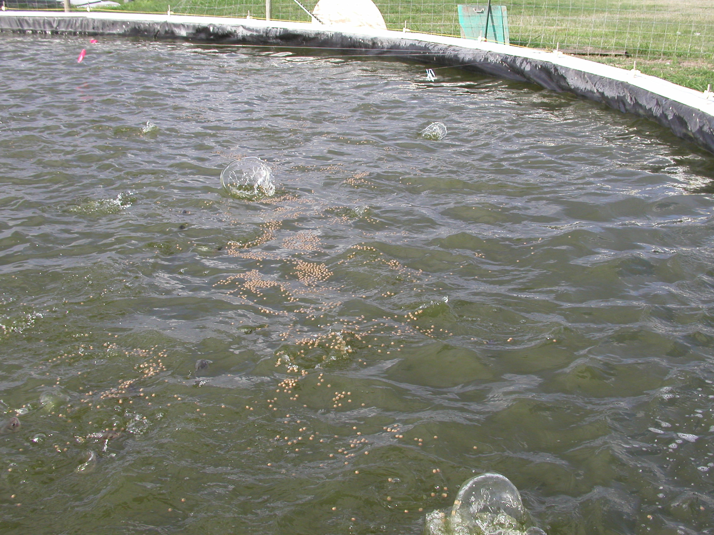 Tilapia feeding with floating pellets